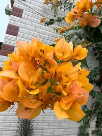 丨加州黄金丨三角梅四季勤花南北方新手好养活室内外阳台绿植花卉