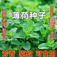 【全店满5包可发】可食用薄荷种子驱蚊防虫留兰香薄荷四季庭院阳