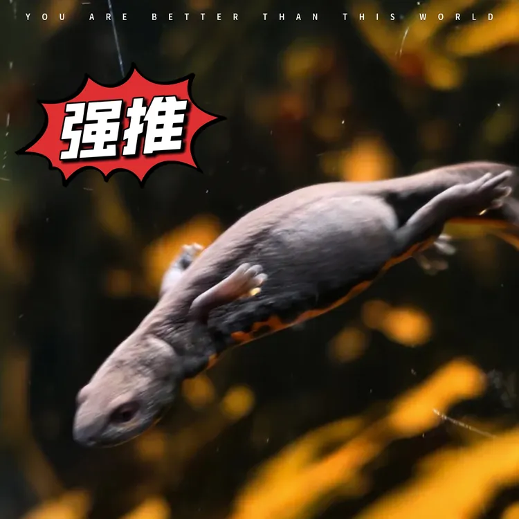 小火龙观赏鱼乌龟爬宠鱼苗清洁鱼好养耐活宠物中华蝾螈六角原生鱼