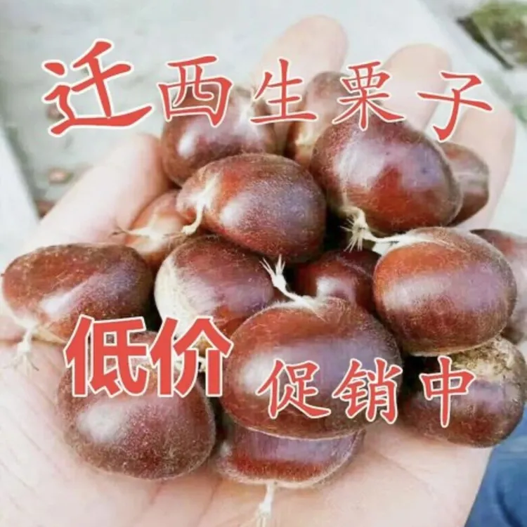 迁西老树2025新板栗正宗迁西板栗老树油栗香甜软糯生鲜栗子