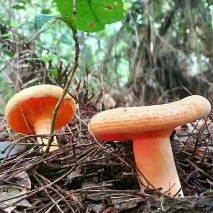 松菌菌种乌枞菌菌种鹅绒菌菌种青头菌菌种黄枞菌菌种人工种植菌包