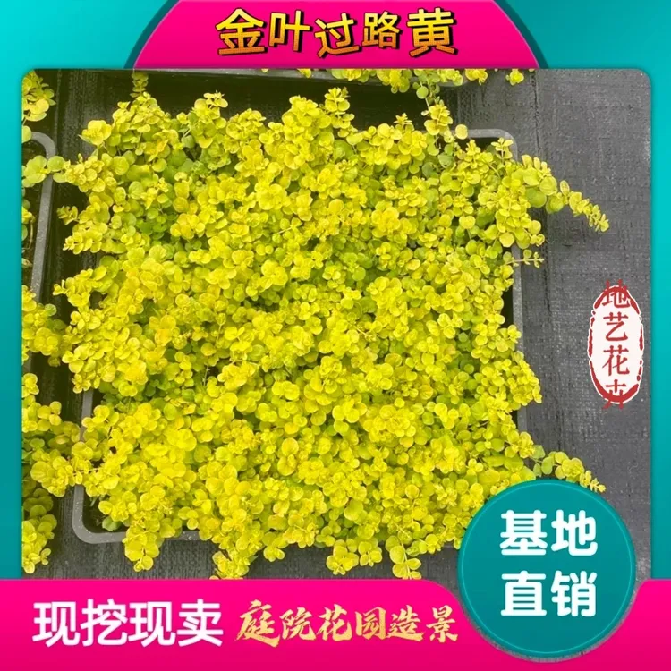 【地艺花卉】金叶过路黄地被可垂吊多年生耐热耐寒庭院观叶花境植物