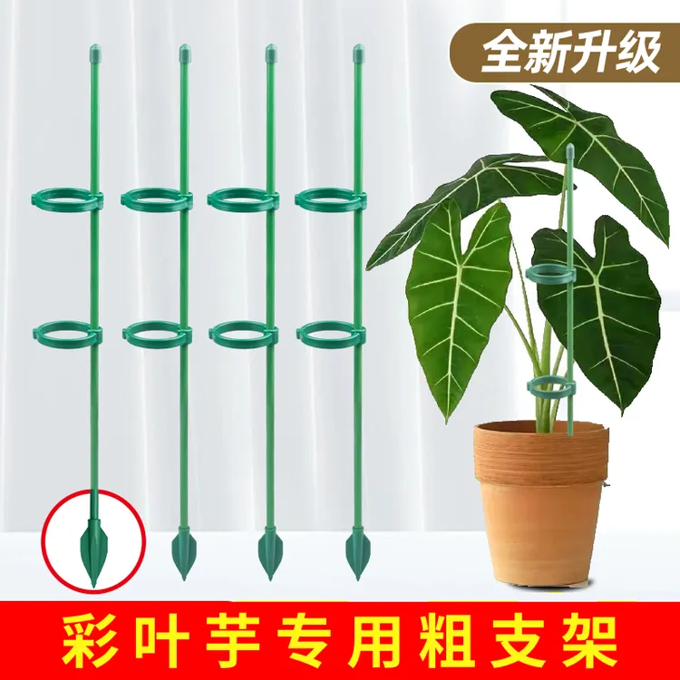 海芋专用防倒伏支架支撑杆园艺固定架朱顶红花架龟背竹天堂鸟植物
