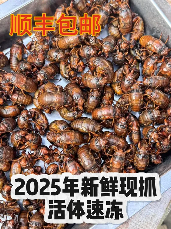 2025知了纯天然爬叉猴嫩白蝉蝉蛹