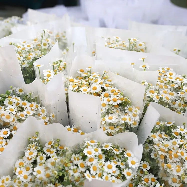 A级洋甘菊鲜花基地直发网红鲜花花材水养鲜花花束小菊花水养配花