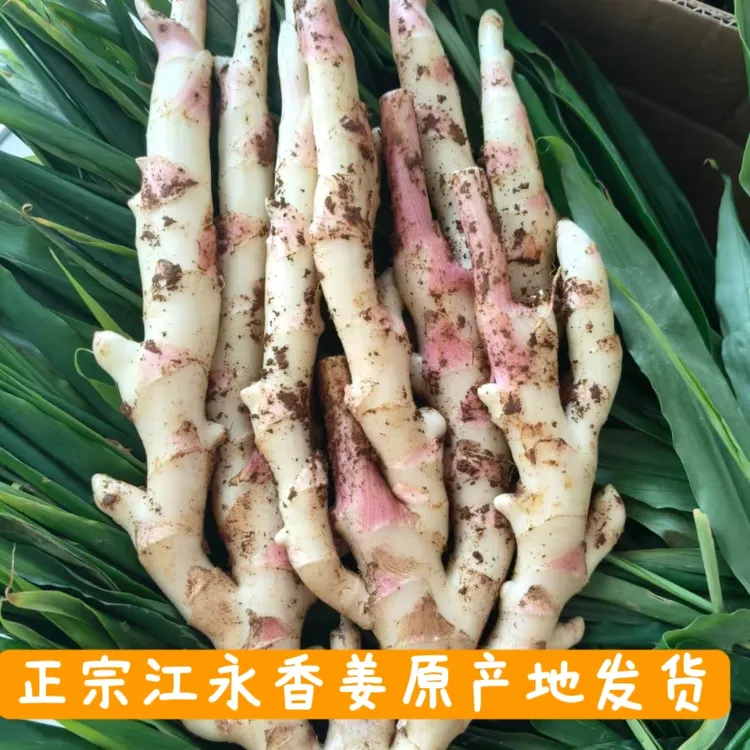 正宗湖南江永香姜原产地发货仔姜嫩姜