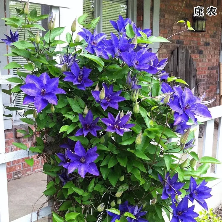 四季铁线莲3棵种苗爬藤植物花卉盆栽观花植物室内花庭院