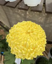 精品独头菊【国华金越山】独头菊 大花型菊花盆栽当年开花多年生