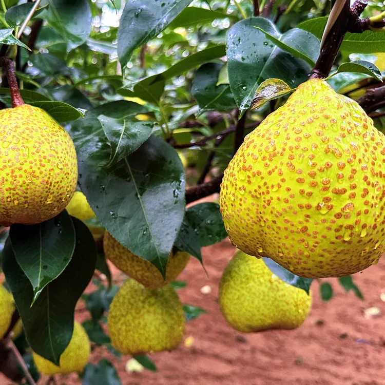 山东莱阳慈梨产地脆甜多汁自然生长自家果园照旺庄镇西陶漳村发货