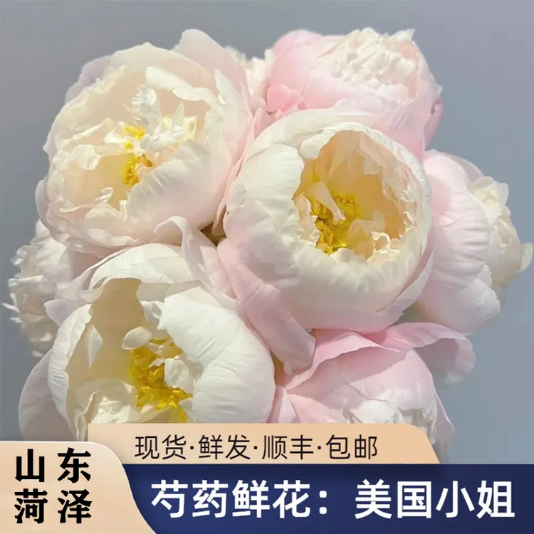 【现货美国小姐】进口品种菏泽正宗芍药牡丹鲜切花大花苞花束插花