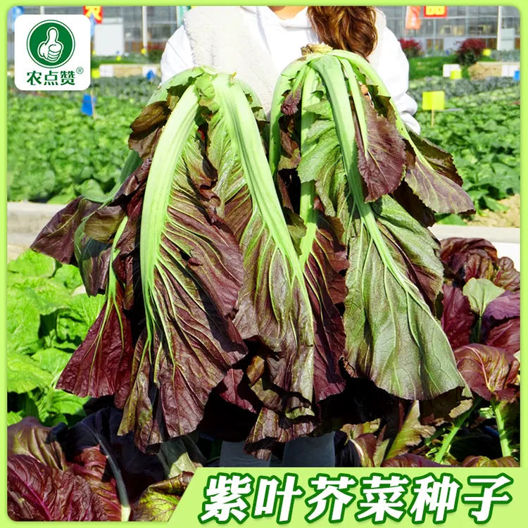 紫叶芥菜种子 腌制酸菜泡菜菜种孑厚肉大叶芥菜籽耐寒蔬菜种子