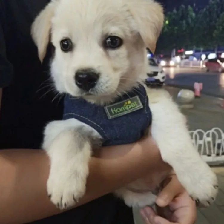 田园犬小白狗长不大不掉毛短毛小型犬中华田园犬直播间一物一拍