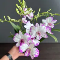 白泼墨秋石斛整件批发（20盆）