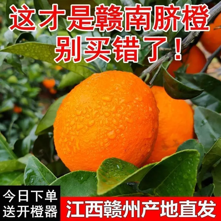【九省顺丰包邮】江西正宗赣南脐橙新鲜当季水果果园直发坏果包赔