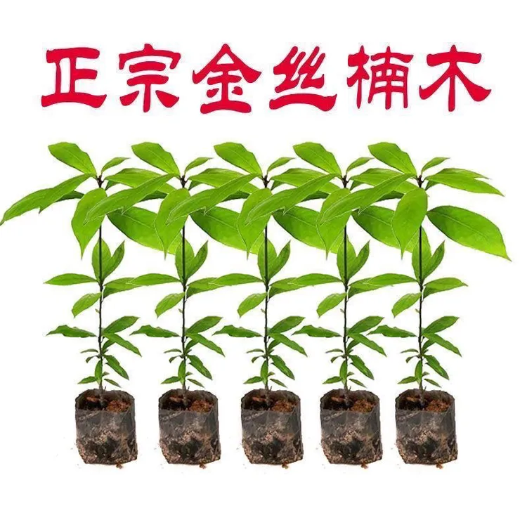 金丝楠木树苗名贵优质正宗金丝楠苗带土常绿耐寒珍贵楠木苗盆地栽