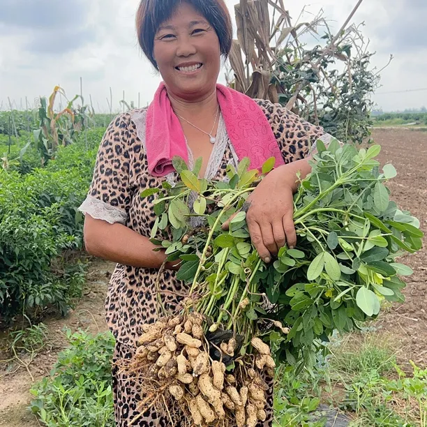 2025新鲜花生粉皮花生可生吃可水煮人工挑选鲜挖现发农家自己种植