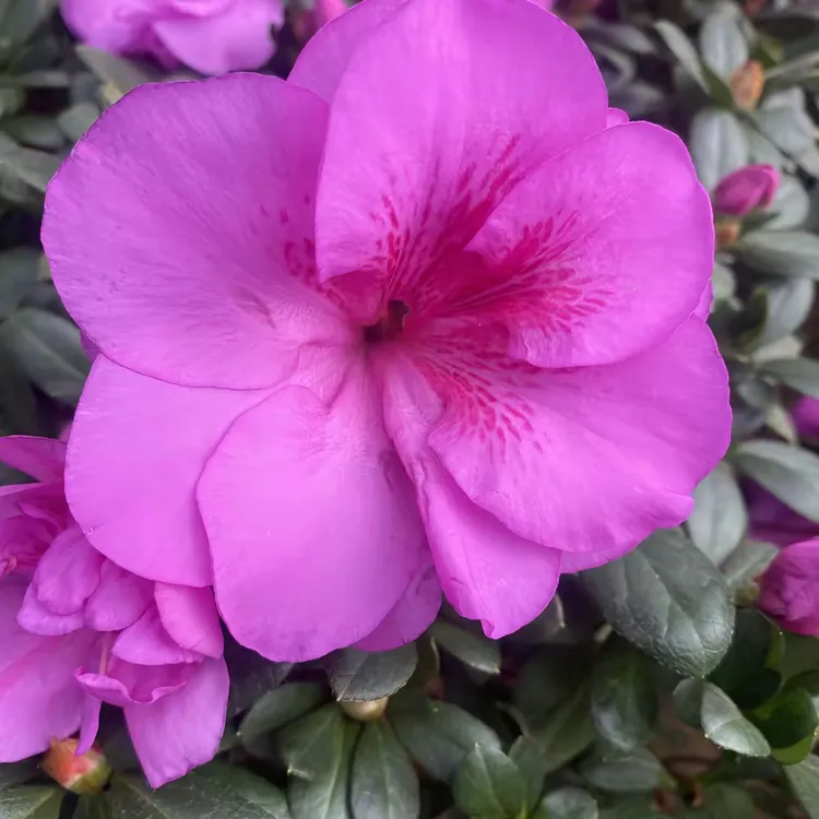 新品种西德2号杜鹃花不一样的花色勤花四季品种室内室外易养活