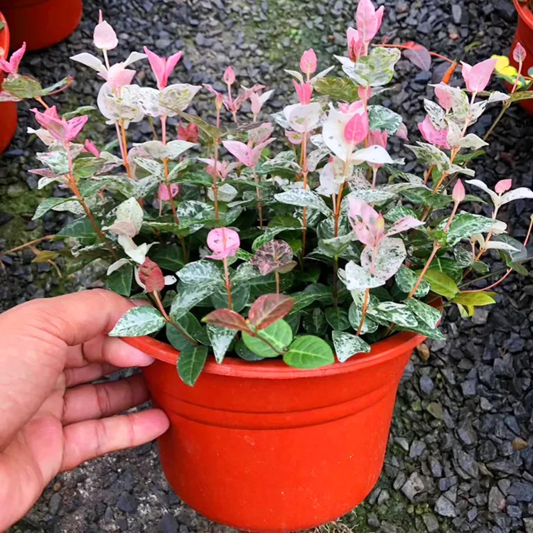 花叶络石盆栽黄金五彩叶络石吊兰常青藤垂吊植物室内阳台绿植盆栽