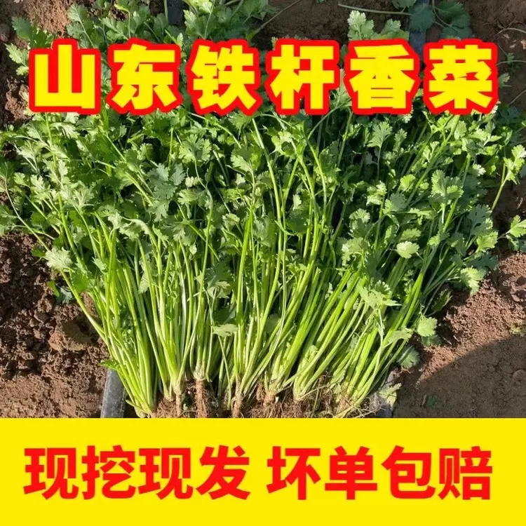 山东铁杆香菜现挖现发新鲜美味