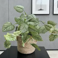 【索迪罗蔓绿绒】银灰色调观叶热植网红绿植室内绿植大叶片