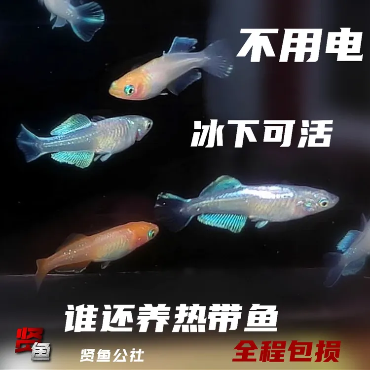 侧观光体青鳉冷水灯鱼迷你锦鲤宽鳍变异亚成鱼苗小鱼苗观赏鱼青鳉