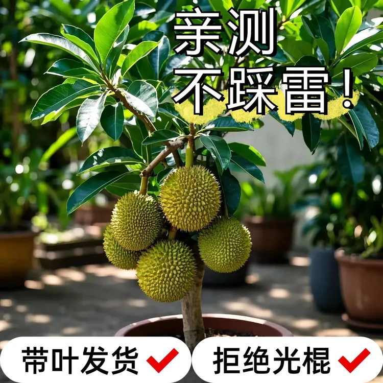 榴莲树苗室内盆栽泰国金枕猫山王榴莲四季地栽庭院南北方耐寒品种