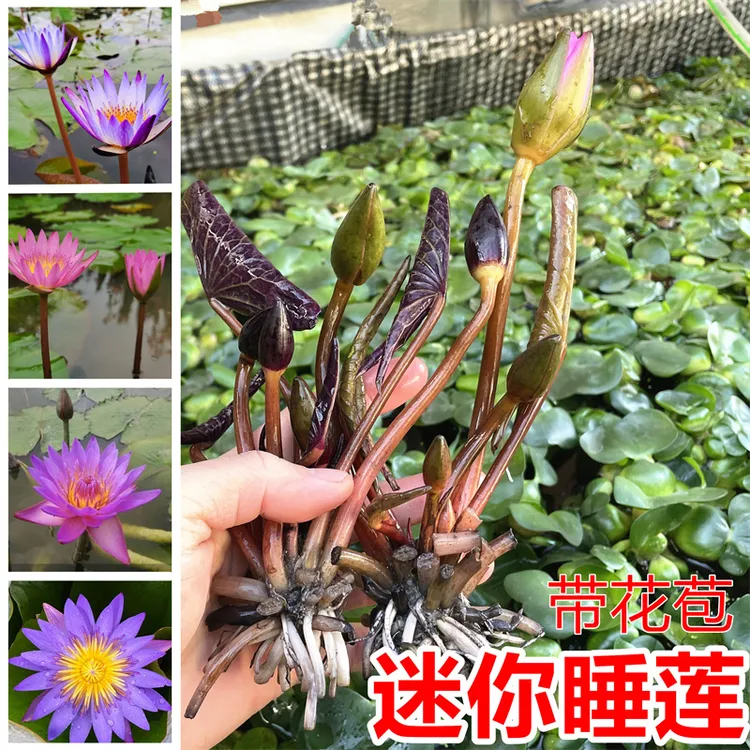 迷你睡莲黑美人水培盆栽鱼缸花苞植物开花四季庭院花卉莲花荷花