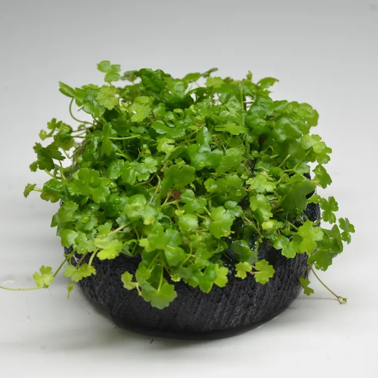 【前景·天胡荽福利】 新手懒人水草坨草鱼缸造景无需种植入水成景