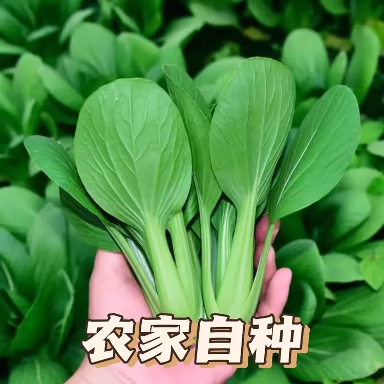 【顺丰】上海青精品新鲜蔬菜农家新鲜蔬菜火锅食材时令蔬菜