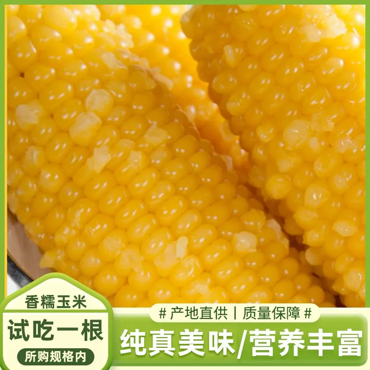 【黑龙永胜】东北黄糯玉米250g/根*10根 220g/根*10根 240g/根*8根 