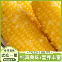 【黑龙 永胜】东北黄糯玉米220g/根x10根 【一根试吃】