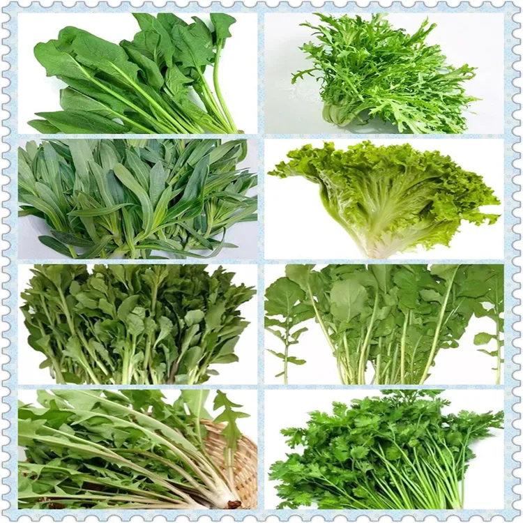 野菜青菜豌豆尖蔬菜火锅野菜组合套餐4斤装东北东北蘸酱菜