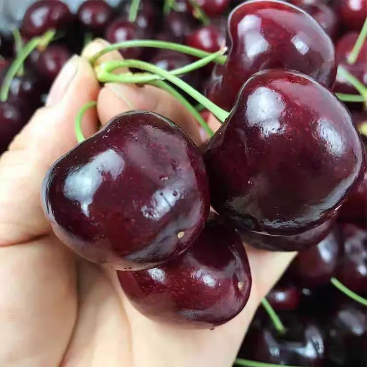 【SKEENA】智利进口车厘子5斤原箱3J新鲜水果海运内附果径卡