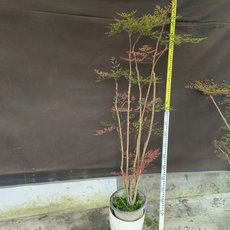 南天竹老桩火焰绿植盆栽室内客厅阳台庭院耐寒热耐寒好养十大功劳