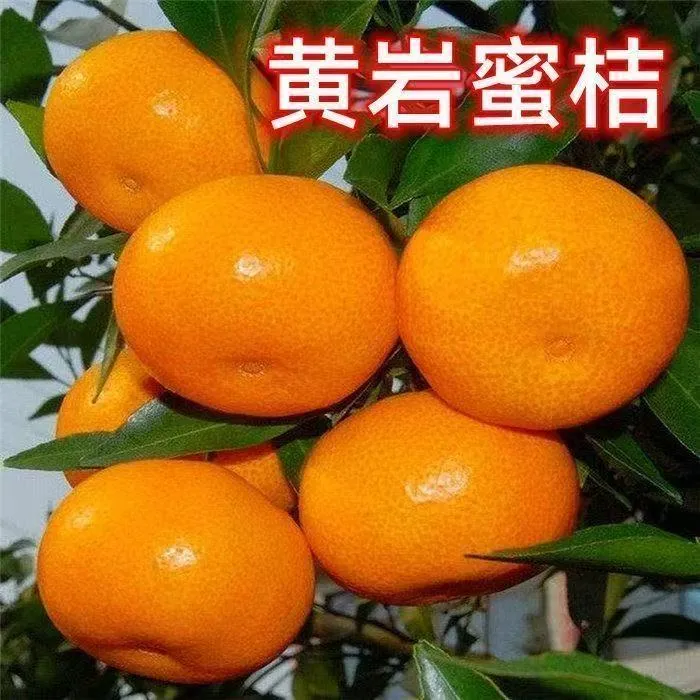 黄岩无核蜜桔苗 正宗嫁接桔子树苗南北方种植 皮薄甜橘子地栽盆栽