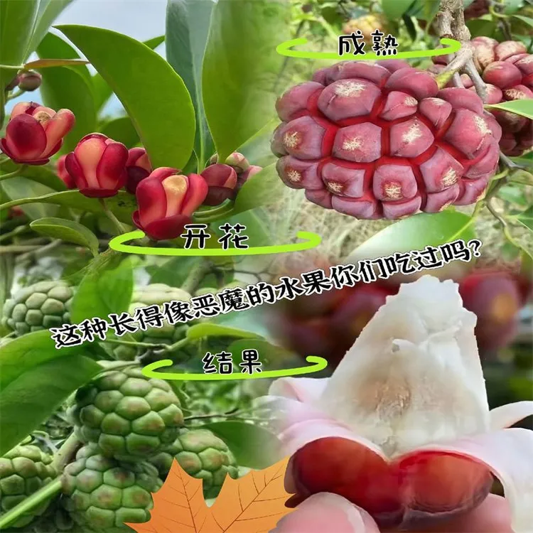 黑老虎果树果苗恶魔果八月瓜爬藤盆栽四季种植当年结果好养