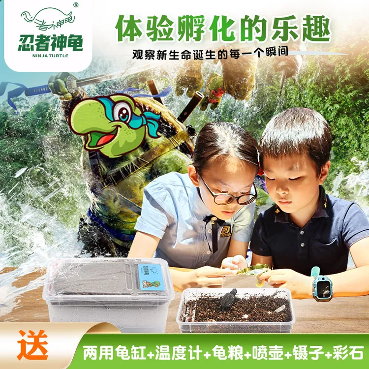 忍者神龟diy乌龟孵化小型巴西龟草龟乌龟孵化乌龟蛋孵化