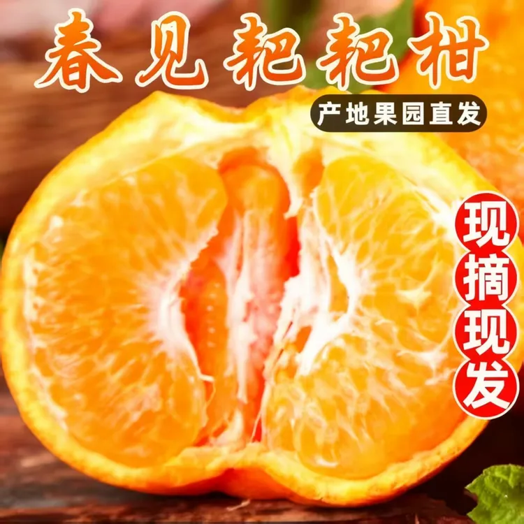 【2025春见耙耙柑】现摘四川水果新鲜丑桔橘八怪特甜柑蜜桔子蜜橘