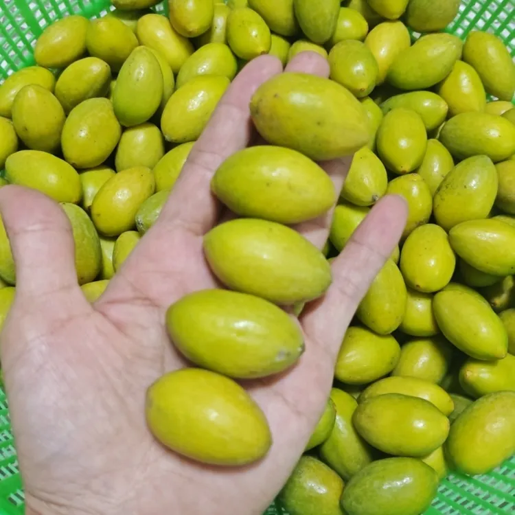 虎种橄榄新鲜采摘回甘浓香