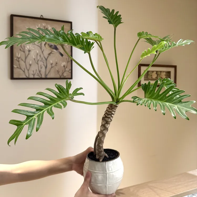 老桩龙鳞小天使春羽海芋盆栽室内外均可种植净化空气好养易活绿植