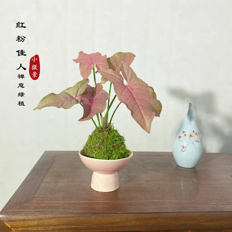 【宏展】红粉佳人苔藓球新中式室内耐阴粉嫩小可爱