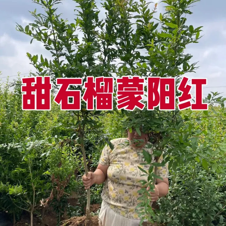 2棵树龄3年苗2公分粗蒙阳红甜石榴树苗耐寒大果半软籽大红袍