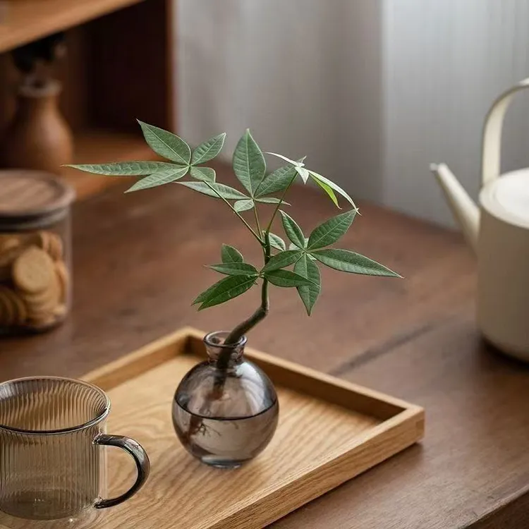 水培小盆栽室内桌面绿植花卉四季好养盆景高级感