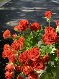 【云南鲜花】巧克力多头玫瑰 家居水养插花