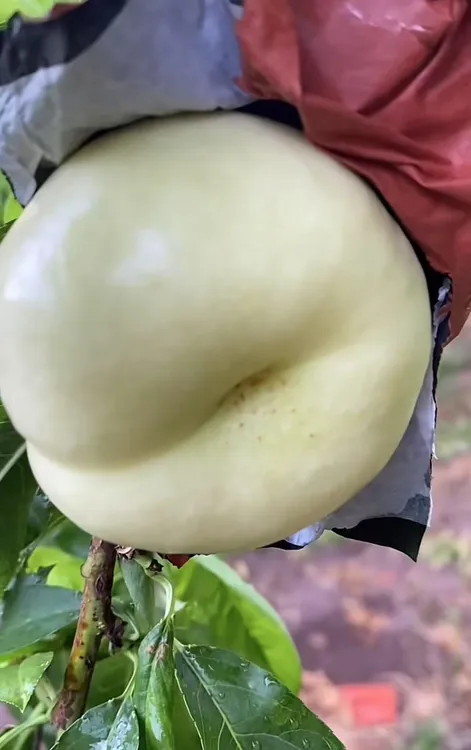 自家种植 极品小油蟠桃当季 新鲜水果脆甜多汁现摘现发水果