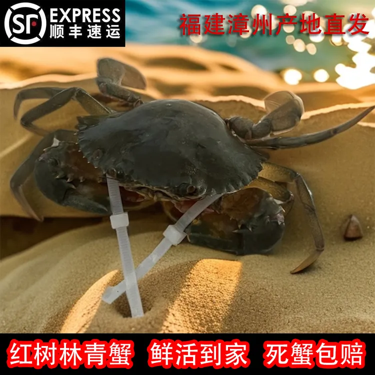 【直播现称福利1】不能放冰箱 不能放水 福建漳州本港青蟹专拍链接