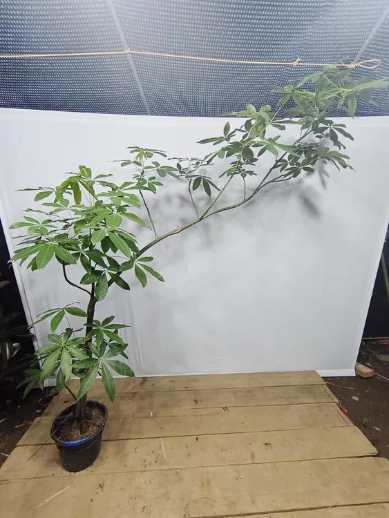 原生发财树单飘造型老桩高级氛围感盆栽净化空气好养