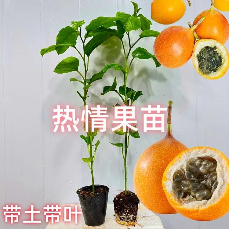 SIVON/喜言新品哥伦比亚热情果苗耐寒纯甜带土带叶盆栽地栽发货