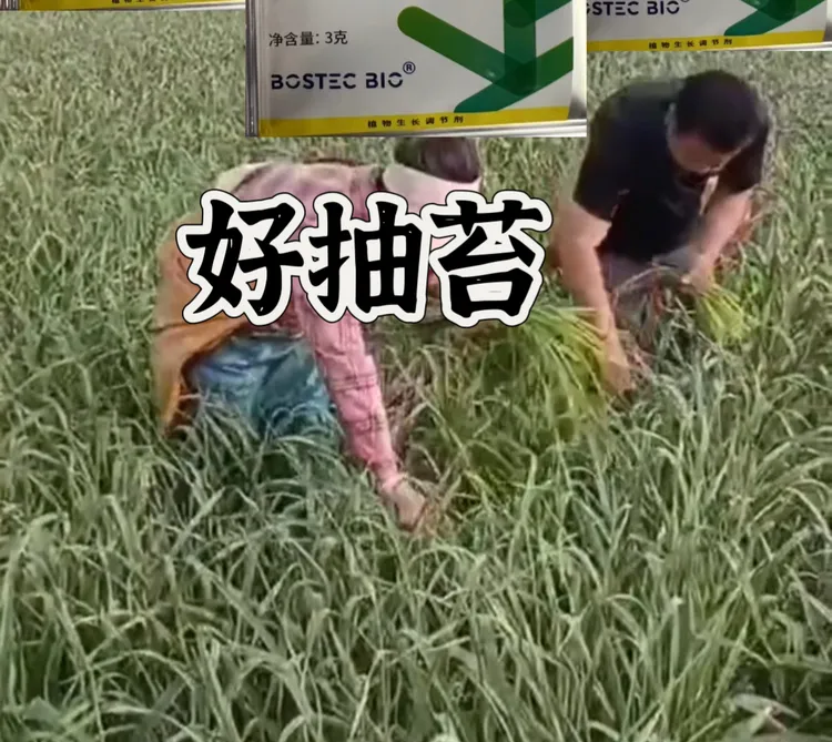 好抽苔不用扎，一包一桶水