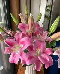 小王A级【三头/多头罗宾香水百合】百合鲜花云南鲜花